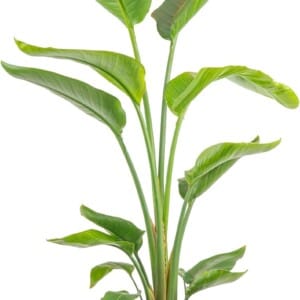 Costa Farms White Bird of Paradise, Live Houseplant in Indoor Garden Plant Pot, Large Tall Tropical Floor Plant, Housewarming, Birthday, Valentine’s Day Gift, Room or Home Décor, 3-4 Feet Tall