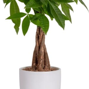 Costa Farms Money Tree, Easy Care Indoor Plant, Live Houseplant in Ceramic Planter Pot, Bonsai Potted in Potting Soil, Home Décor, Birthday Gift, New Home Gift, Outdoor Garden Gift, 16-Inches Tall